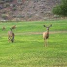 Camping
Wildlife
Deer
Grass 
Mountains